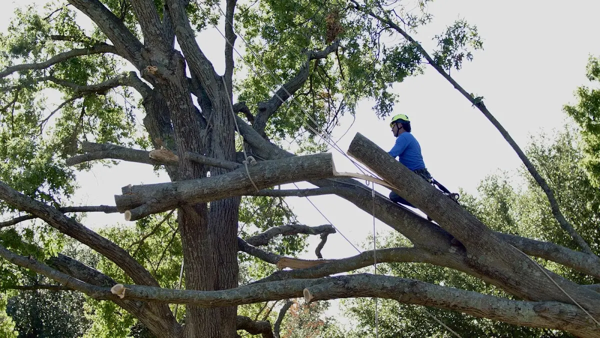Professional Crown Thinning performed by certified arborists in Barnesville