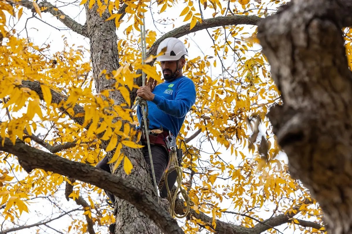 Skilled Tree Transplanting crew working in Barnesville